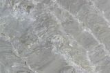 Polished Stromatolite (Kussiella) Slab - Russia #91811-1